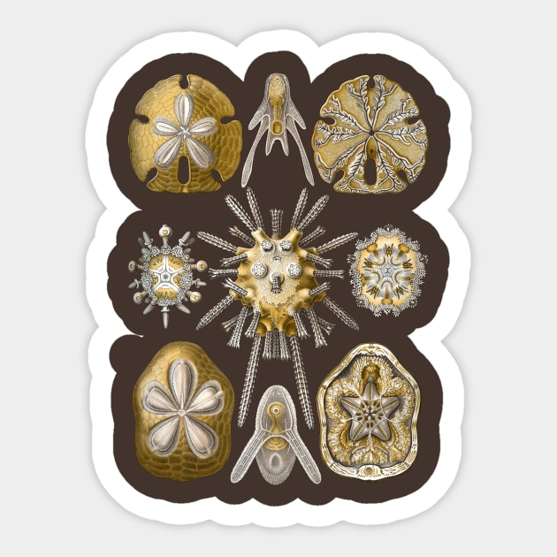 Ernst Haeckel Echinidea Sea Urchin Sticker by Scientistudio